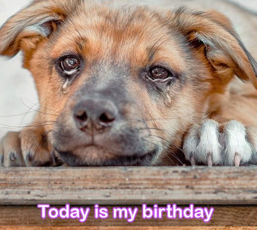 Today is my birthday, but I’m just a stray dog, so no one gives me birthday wishes.