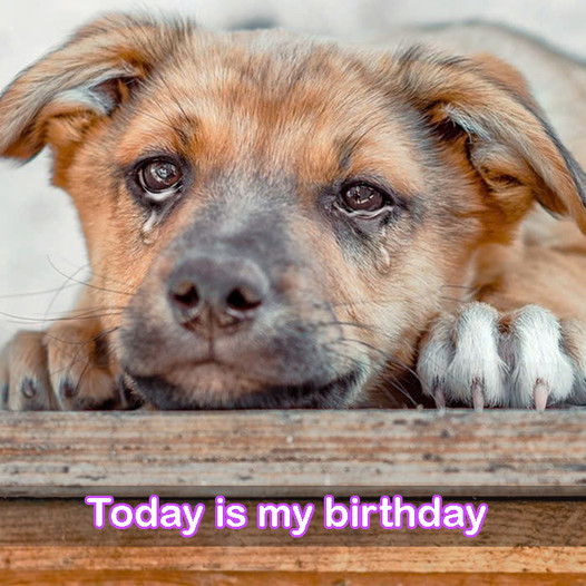 Today is my birthday, but I’m just a stray dog, so no one gives me birthday wishes.