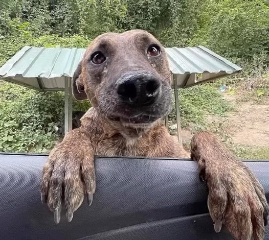 Heartbreaking Moment: Malnourished Pregnant Dog Jumps into Car, Tearfully Begging for Help.