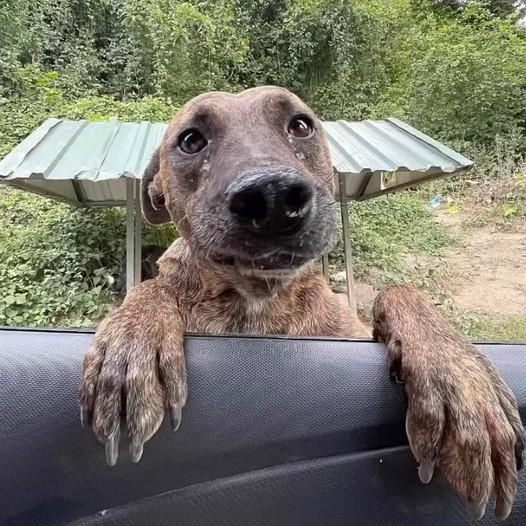 Heartbreaking Moment: Malnourished Pregnant Dog Jumps into Car, Tearfully Begging for Help.