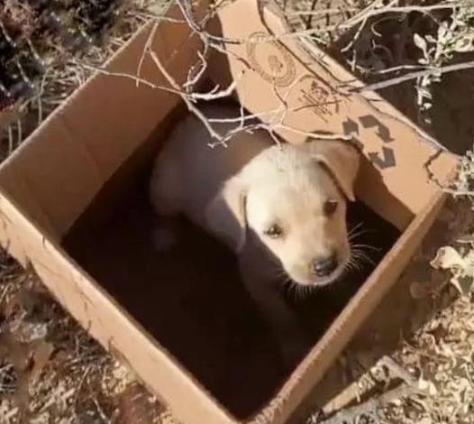 A solitary puppy sat in a box while trains passed and nearby voices became louder