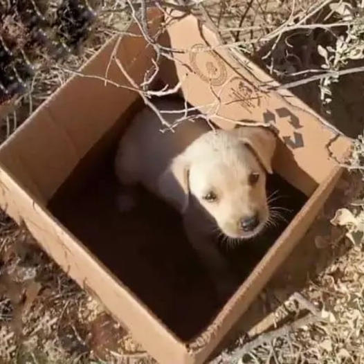 A solitary puppy sat in a box while trains passed and nearby voices became louder