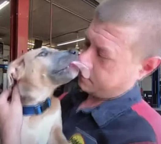 Mechanic Saves Abused Puppy Discovered in Backpack Removed from Dumpster