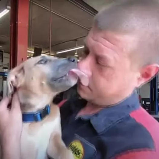 Mechanic Saves Abused Puppy Discovered in Backpack Removed from Dumpster