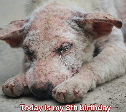 Today is my 8th birthday, yet it’s also the day marking eight years of being abandoned and wandering the streets.