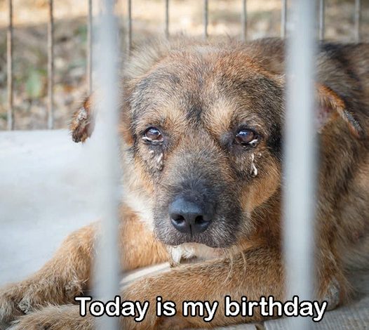 After 7 years in a shelter, I only hope someone will adopt me on my birthday today.