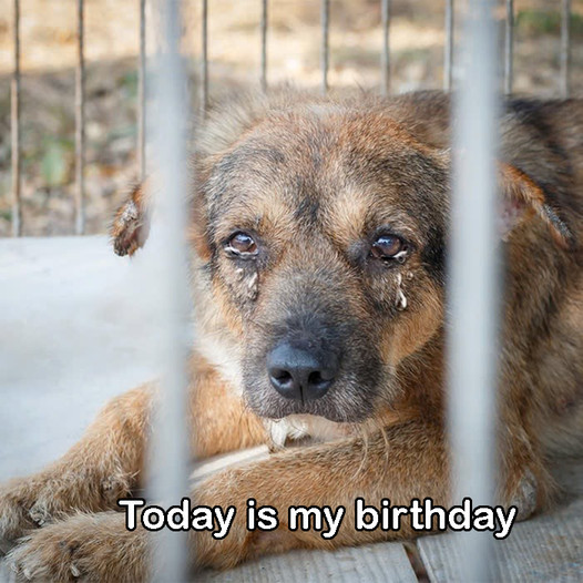 After 7 years in a shelter, I only hope someone will adopt me on my birthday today.