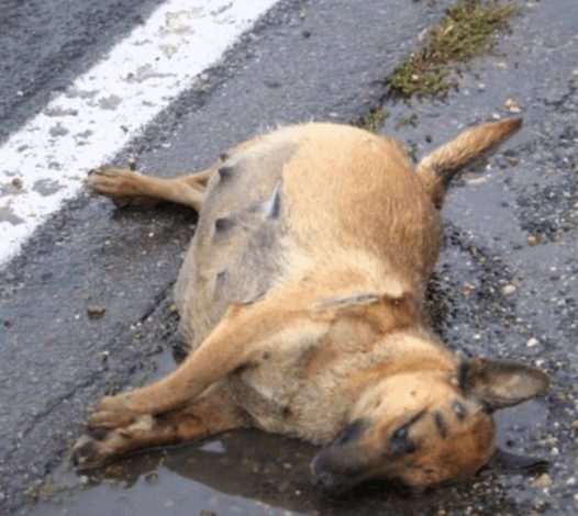 Wonder on Main Street: The uplifting rescue of a pregnant dog ignites community kindness for her unborn puppies.