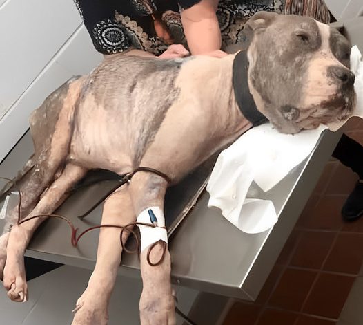 A Starved Dog, “On the Brink of Death,” Escapes a Heavy Chain and Desperately Searches for Help