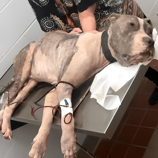 A Starved Dog, “On the Brink of Death,” Escapes a Heavy Chain and Desperately Searches for Help