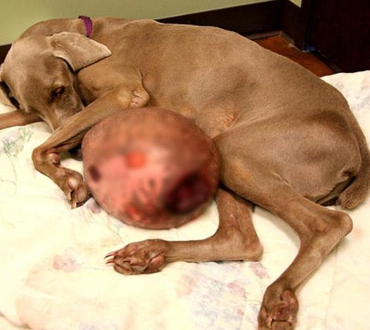 Weimaraner Rescued After Struggling with a Giant 12-Pound Tumor.