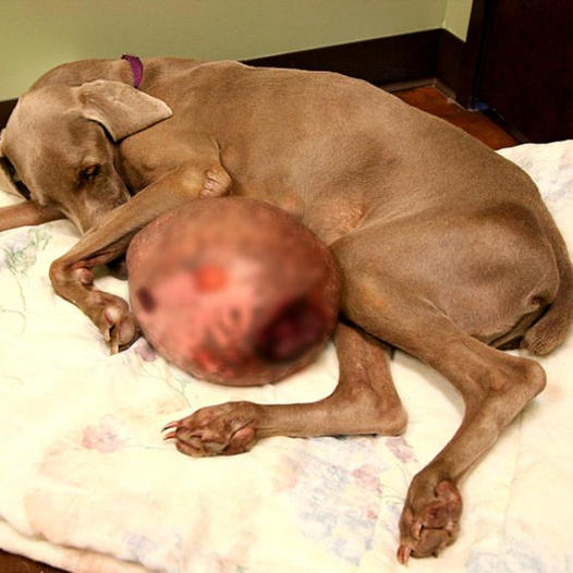 Weimaraner Rescued After Struggling with a Giant 12-Pound Tumor.