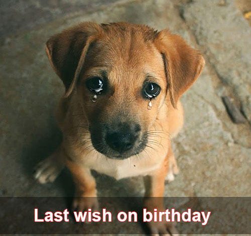 Hilo’s Final Wish on His Birthday Before Becoming a Homeless Dog