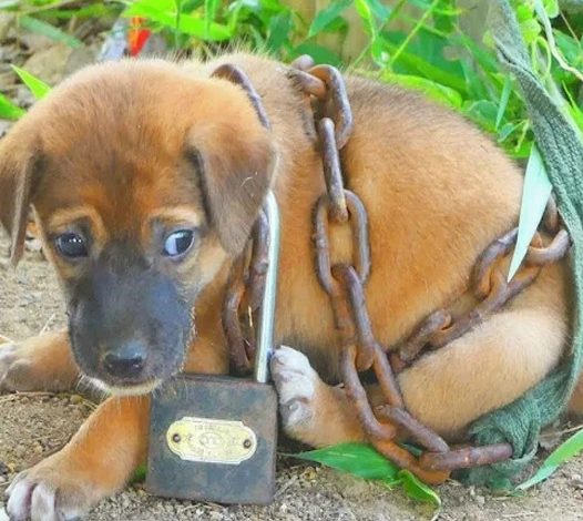 Prompt Rescue: Neglected Dog Chained in Desert Discovers Hope and New Future-DLam