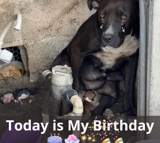 The unfortunate dog was left behind on his birthday. He felt extremely sad and could only weep. Let’s hope he finds happiness soon