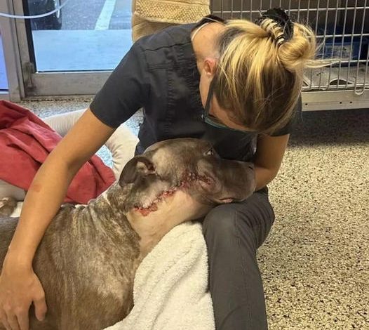 A construction worker building a dog shelter fell in love with a homeless dog in need of care.