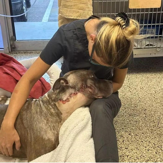 A construction worker building a dog shelter fell in love with a homeless dog in need of care.