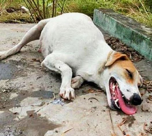 A pregnant mother dog, exhausted and helpless, lies on the road, desperately waiting for someone to save her.