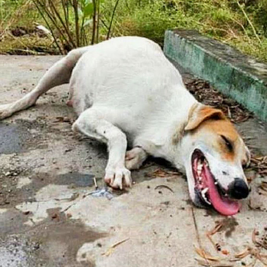 A pregnant mother dog, exhausted and helpless, lies on the road, desperately waiting for someone to save her.