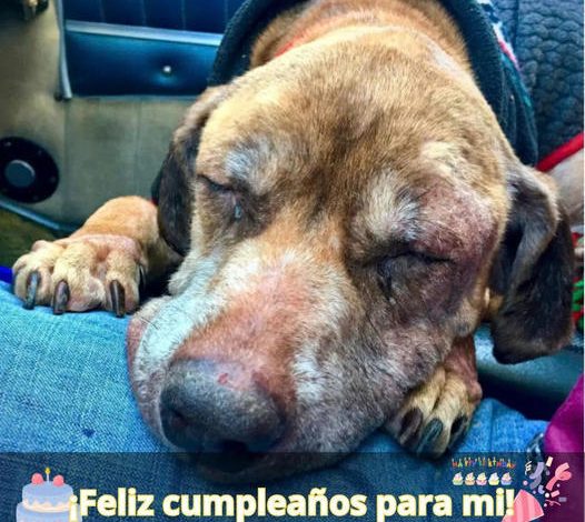 In a noble act, a pilot flies a shelter dog 400 miles, allowing him to enjoy his final moments with a loving family.