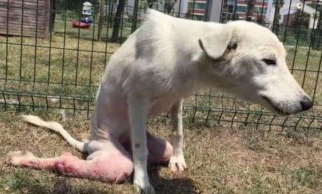 A Ьгokeп Dog, Thrown Away Like tгаѕһ, Can Now Take Its First Steps