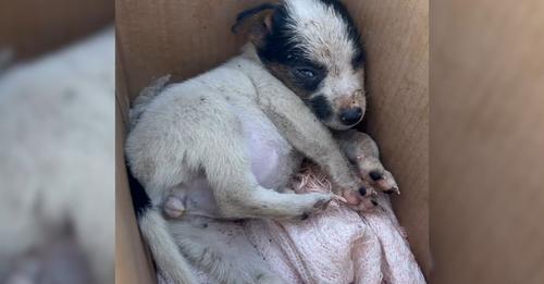 Puppy Felt Sad After Being Abandoned By Owner But Her Luck Soon Turned Around For The Better