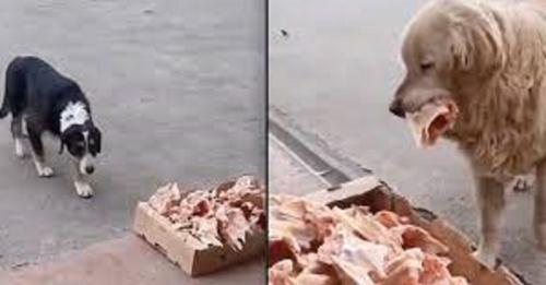 A Butcher Displays Kindness by Leaving Scraps for Stray Dogs Outside His Store Daily