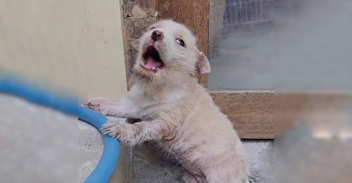 Heartbroken Dog Can’t Cease Crying After Being Heartlessly Left At A Nearby Market