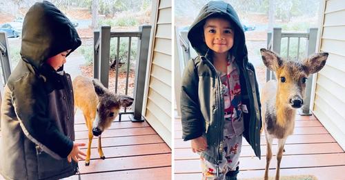 A 4-Year-Old Boy Goes Outside to Play and Brings Home a Baby Deer He Befriended!