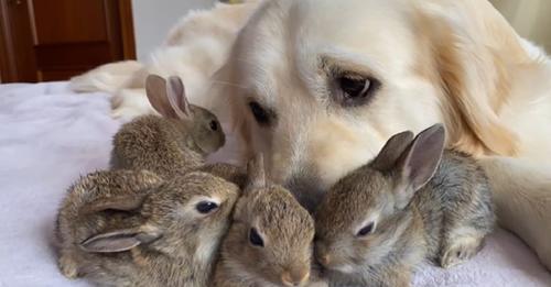 The Cute Golden Retriever Believes He’s the Dad of Four Orphaned Bunnies!