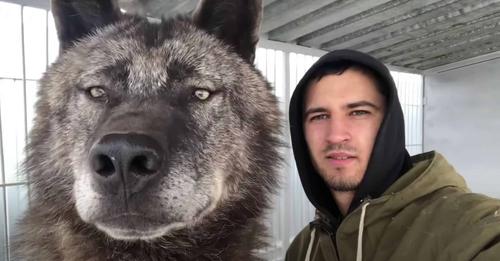 Man Coexists With The World’s Biggest Wolf And Treats It Like A Puppy