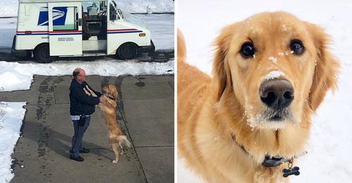 Golden Retriever Patiently Awaits His Daily Sweet Hug From His Beloved Mailman