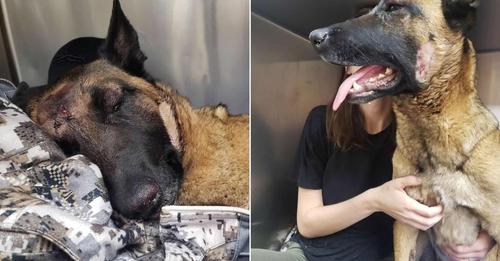 Eva, a Belgian Malinois, saves her owner from an encounter with a mountain lion.