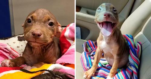 As she leaves the shelter, the joyful puppy can’t stop wagging its tail