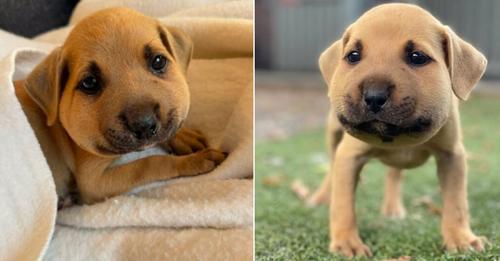 Foster Mom Saw A Puppy’s Face Swollen From A Bee Sting And Rushed Him To The Vet