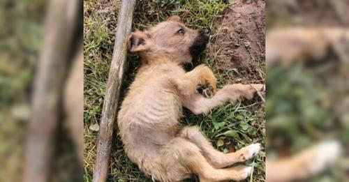 Small Underfed Puppy Left In A Dump By Its Owners Urgently Needs Assistance