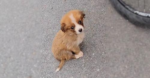 A Cyclist Was Simply Minding His Business When He Found A Stray Puppy On The Trail