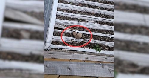 Helpless Creature Stuck On A Crumbling Roof Shocks Apartment Complex Residents