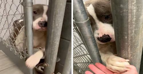 Heartwarming scenes as a lonely shelter dog extends her paw through the bars, reaching out to hold hands with everyone she encounters