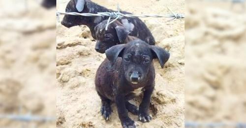 Farmer Was Surprised To Find Tiny Puppies Lying On A Worn Blanket And Knew He Had To Help