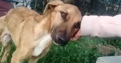 Desperately Malnourished Dog Urgently Needed Help Until He Met The Most Wonderful Person