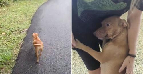 Dog Mom Nursing Runs Up To Woman Seeking Help For Her Babies