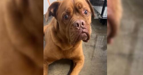 The Reason This Owner Left Dog After 7 Years Leaves Shelter Staff Shocked