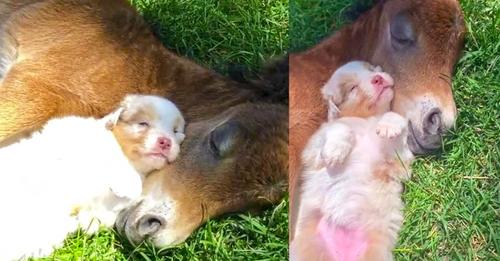 Puppy sweetly naps next to Foal – A special, beautiful bond of love between them!