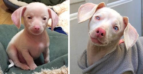 Piglet the Pink Puppy Lacks Sight and Hearing, Yet He Inspires Kids Daily