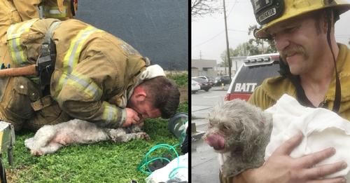 Hero Firefighters Execute Miracle Rescue and Revive Dog with Mouth-to-Snout Technique