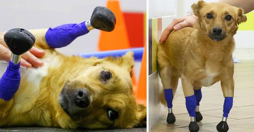 Prosthetic paws rescue an amputee dog from euthanasia.