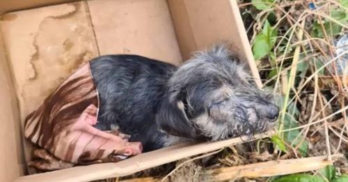 Pup Left In A Box Shows Everyone He’s A Fighter