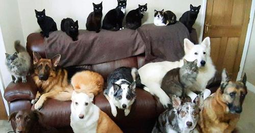 Woman Successfully Got All Her 17 Pets To Sit Still For A Photo