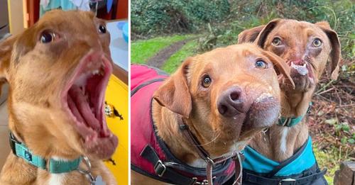 Two charming dogs with pronounced facial deformities become inseparable best friends.